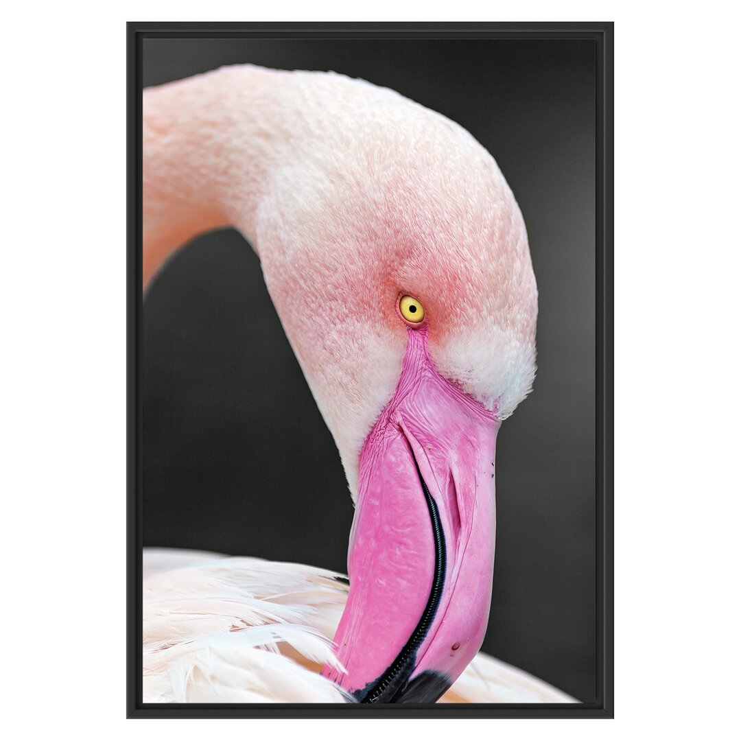 Gerahmtes Wandbild Flamingo putzt sein Gefieder