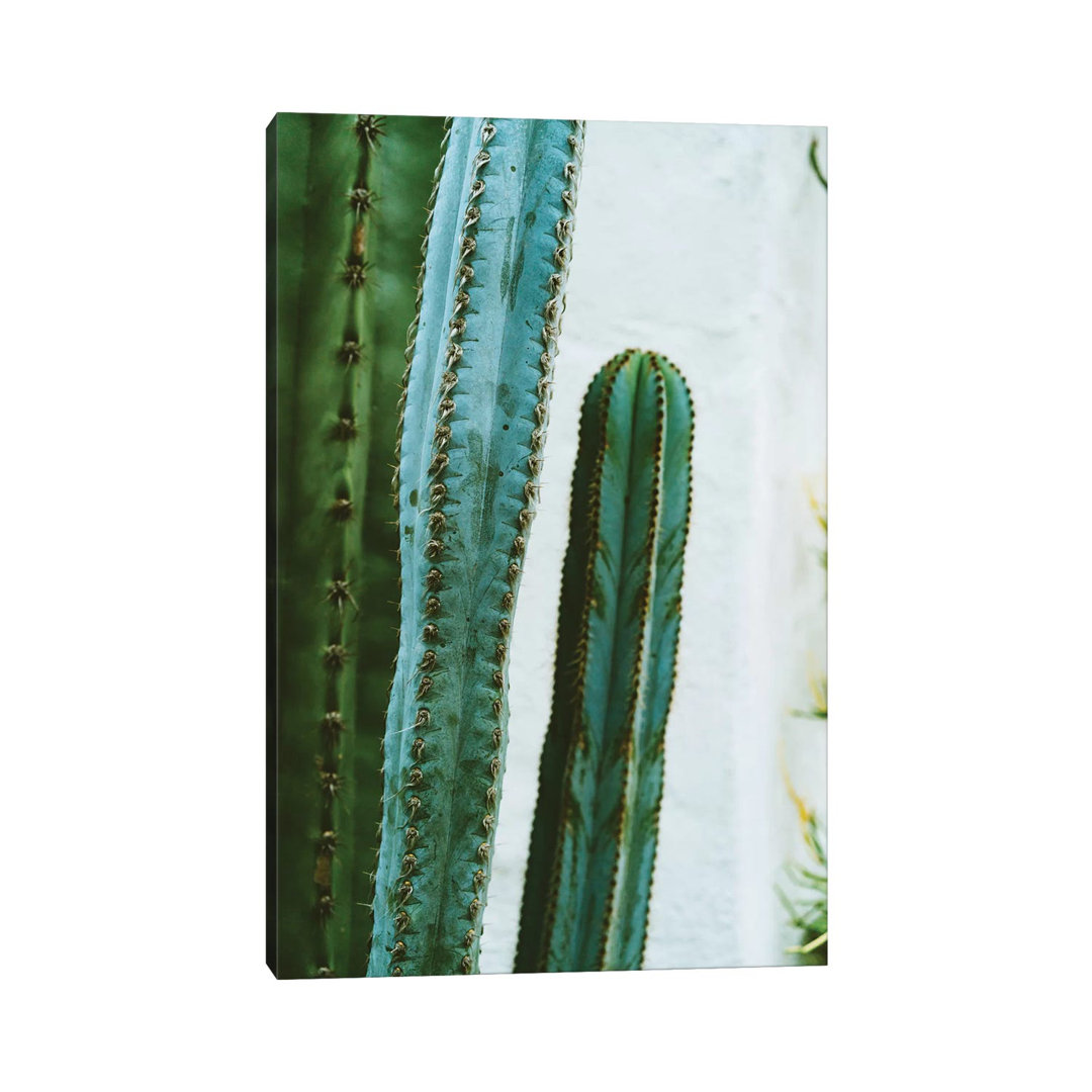 California Cactus Garden II by Bethany Young - Photograph on Canvas