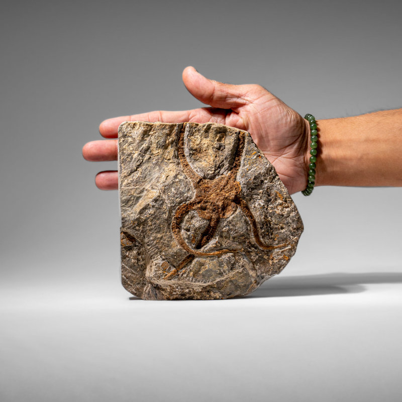 Genuine Ophiuroidea Brittle Star Fossil (2.35 Lbs)