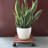 Steen Weather Resistant Caddy Plant Stand-601760749-601761158