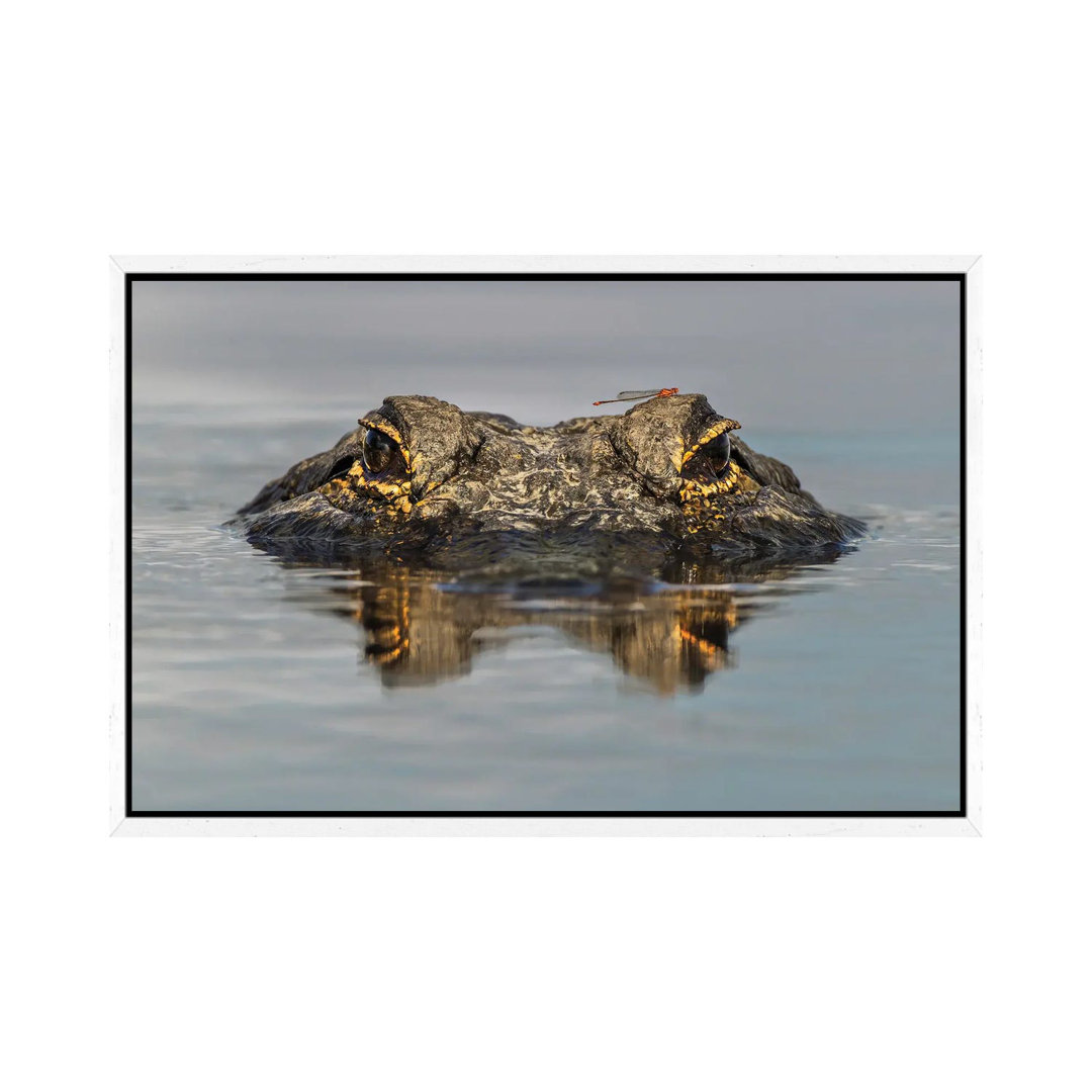 Amerikanischer Alligator auf Augenhöhe mit dem Wasser, Myakka River State Park, Florida von Adam Jones - Gallery-Wrapped...