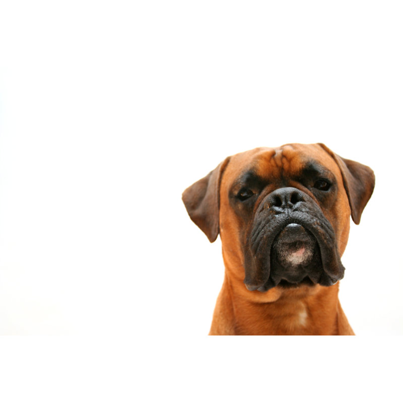 Just Max by Walik, 20" H x 30" W