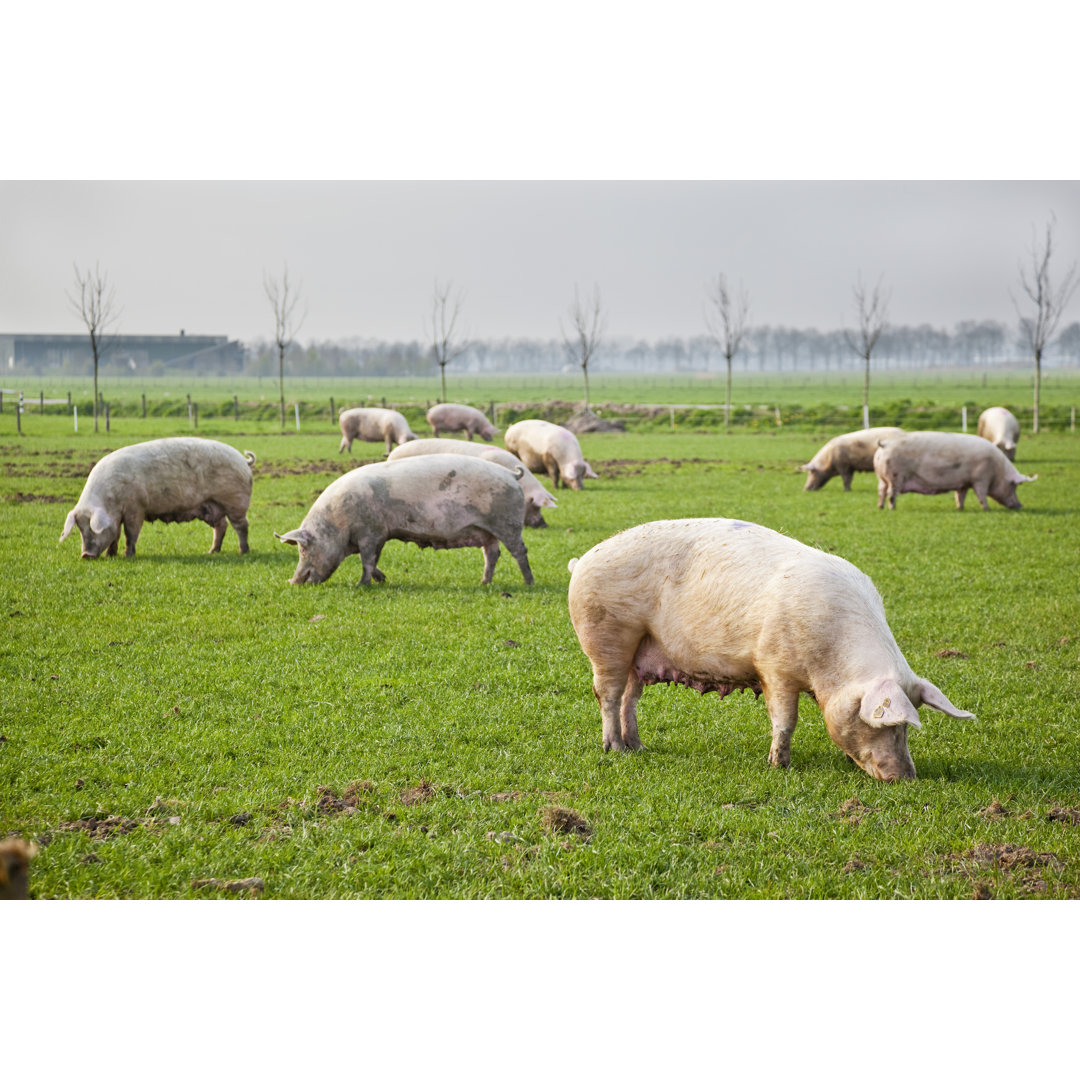 Schweine im Frühling - Drucken