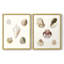 «Pastel Knorr Shells», reproduction encadrée de qualité supérieure - prête à être accrochée - aucun clou requis - aucun clou requis-1759117992-1759117993