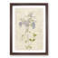 Lilac Phlox Flowers by Pierre-Joseph Redoute - Picture Frame Painting Print-55582625-55582629