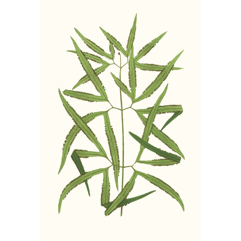 Collected Leaves XII by Vision Studio - Wrapped Canvas Print, 45.72cm H x 30.48cm W x 3.8cm D