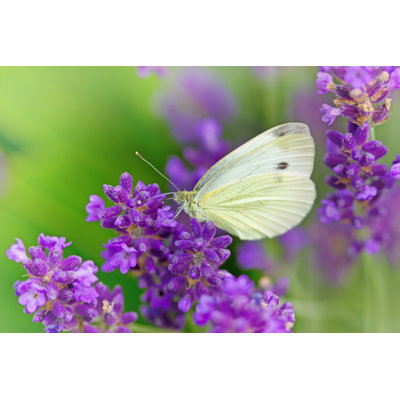 Papillon éluant sur lavande