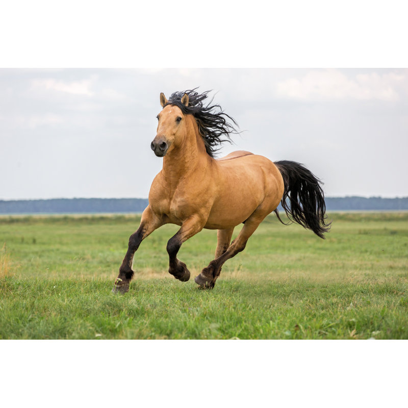 «Running Horse» par Asyapozniak - Photographie sur toile tendue, L 12 po x H 8 po