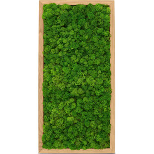 Moss Picture Reindeer Moss