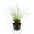 3 gal. Pink Muhly Grass