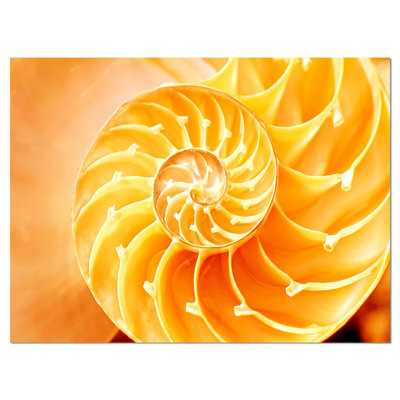 " Yellow Nautilus Shell "