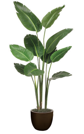Bird of Paradise plante de sol en pot