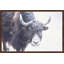 Parvez Taj - Single Picture Frame Print-19701028