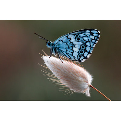 Beautiful Butterfly by Gece33 - No Frame Art Prints on Canvas