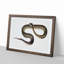 Blue Spotted Snake Illustration by John Edward Gray - Picture Frame Graphic Art Print-55544187-55544191