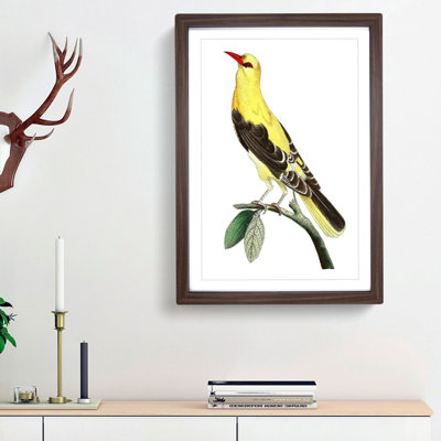 Golden Oriole Bird by George Shaw - Framed Print