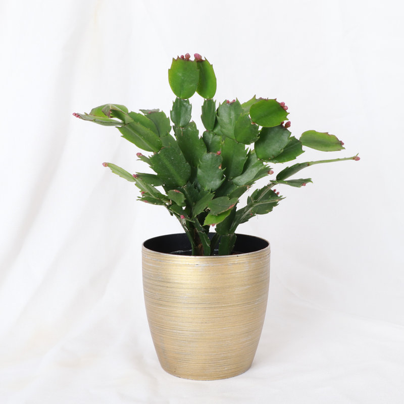Live Holiday Cactus Plant in Gold Pot