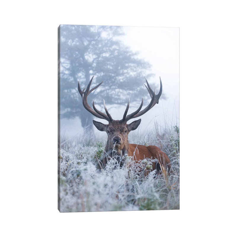 Frosty Stag by Max Ellis - Wrapped Canvas Painting