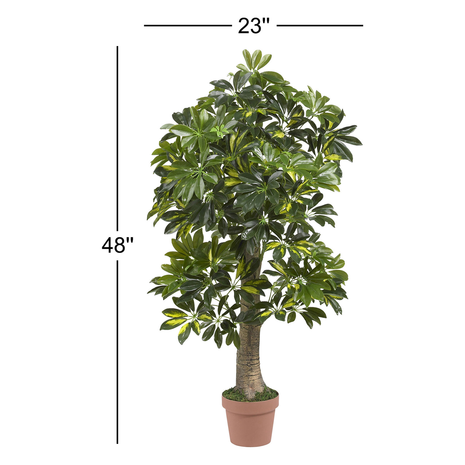 48" Schefflera Tree in Pot