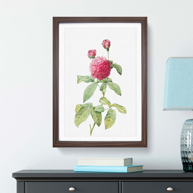 Pink Agatha Rose by Pierre-Joseph Redoute - Picture Frame Painting Print, 36cm H x 27cm W x 2cm D, Walnut Framed