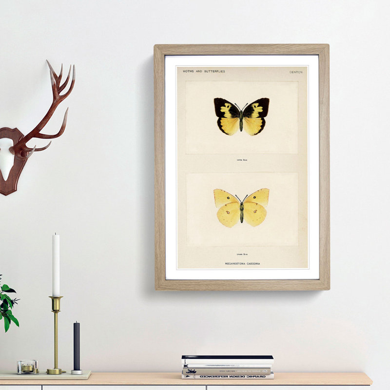 Southern Dogface Butterfly by S.F. Denton - Picture Frame Painting Print, Oak Framed, 65cm H x 48cm W x 2cm D