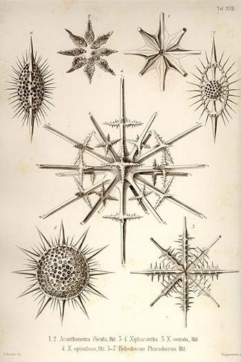 Impression d’art graphique-impression d’art graphique-les types de sicula xiphacantha et heliodiscus phacodiscus d’ernst haeckel