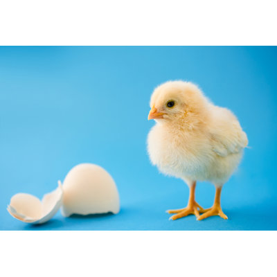 " Newborn Yellow Chicken "