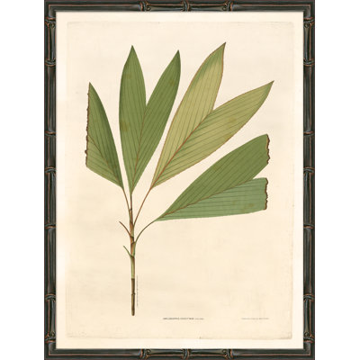 «Palm Fronds», reproduction d'impression encadrée