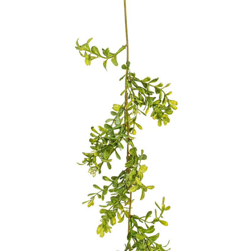 Guirlande 6 'Boxwood