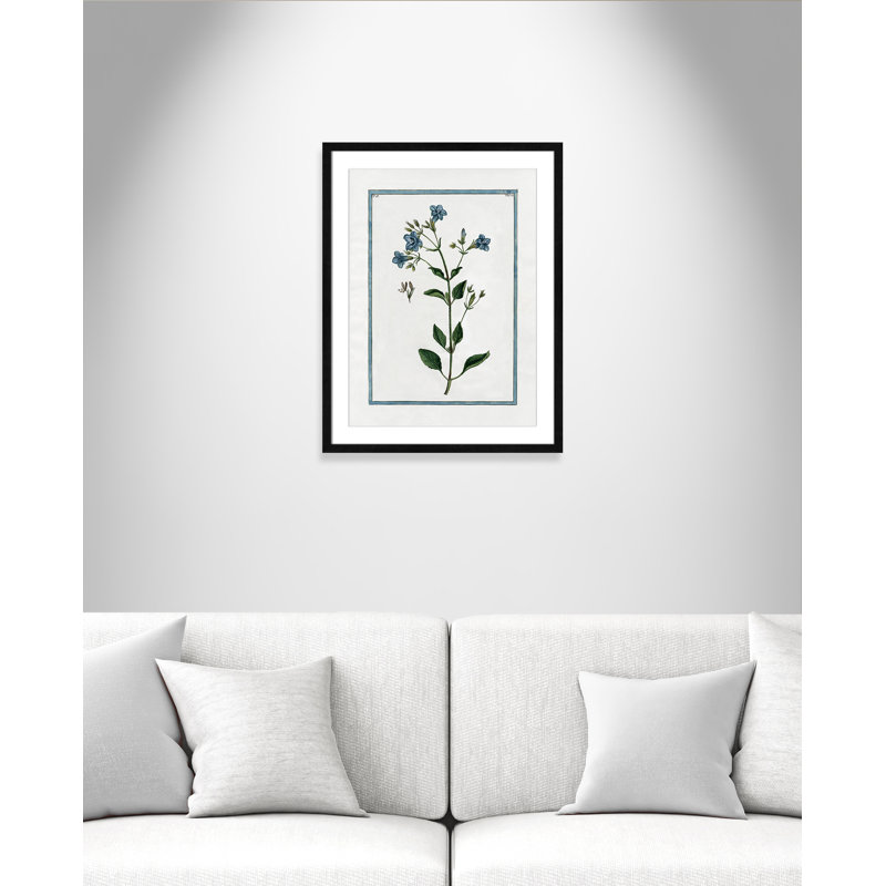 Colombe Shabby Elegance Botanical II - Framed Art, Black Framed, 17" W x 23" H