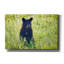 Toile épique «Black Bear Cub In The Sun» par Rick Berk