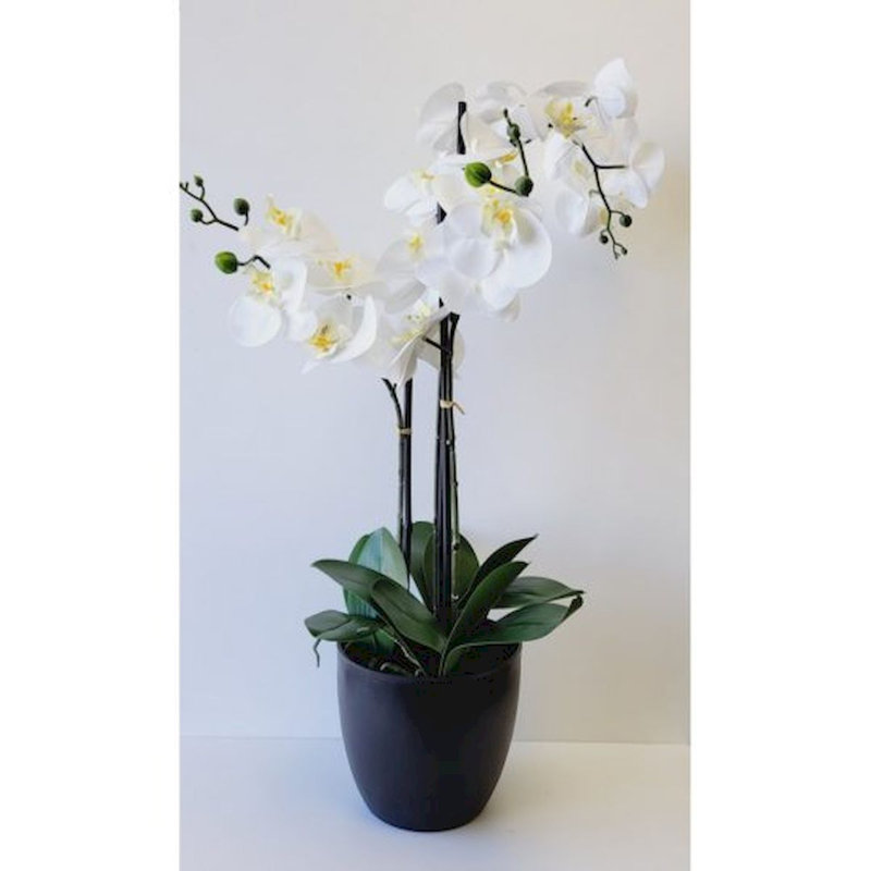 Arrangement floral orchidée phalaenopsis en pot