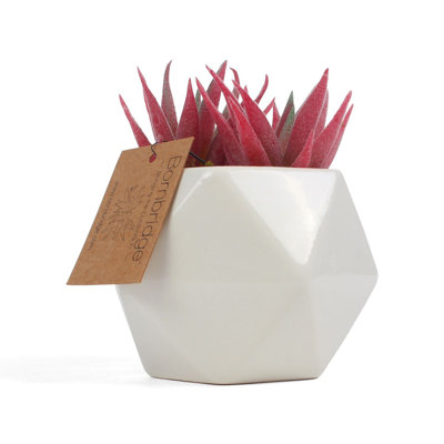 2.75" Artificial Haworthia Succulent in Planter