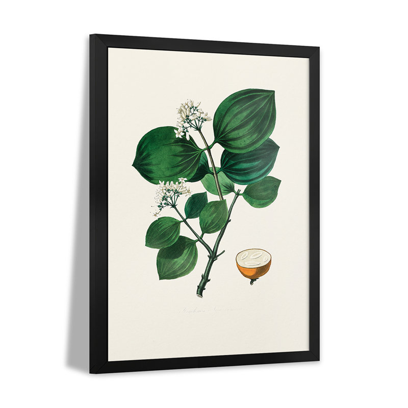Poison Nu (Strychnos Nux Vomica), botanique médicale - reproduction d'art mural - affiche de galerie, H 32 po x l 24 po