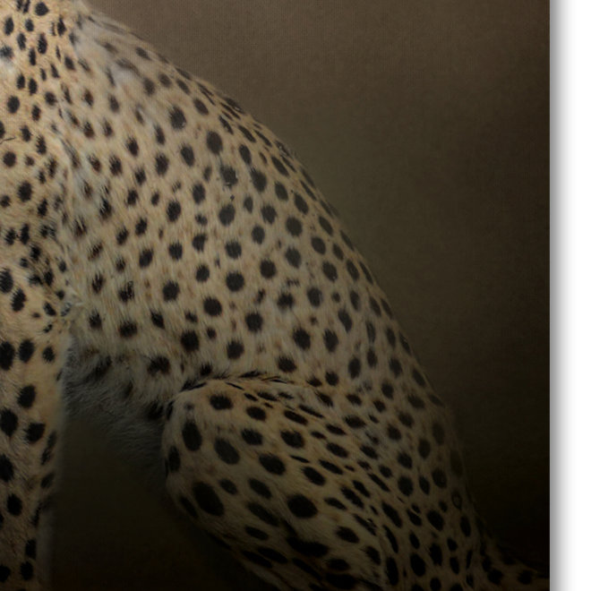 Elegant Cheetah Portrait on Brown Canvas Art
