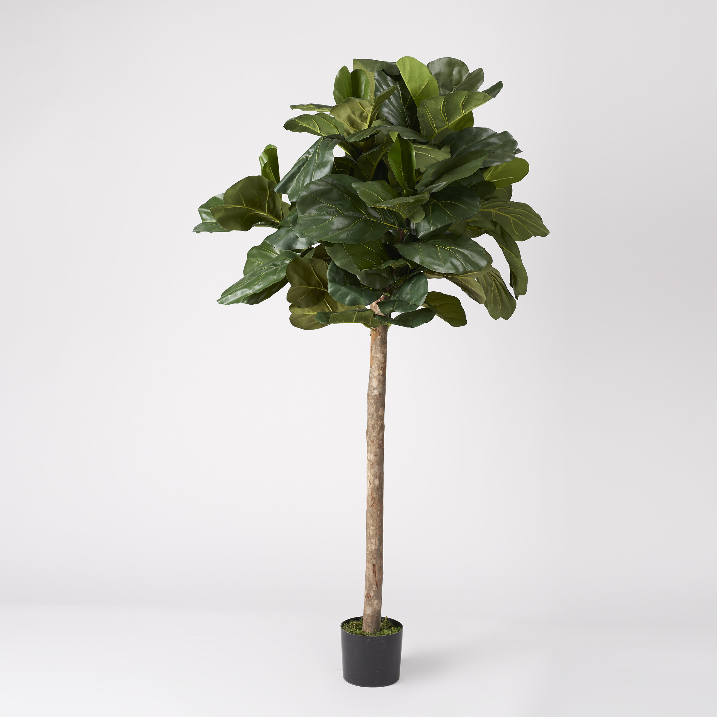 Primrue 72'' Faux Fiddle Leaf Fig Tree in Pot | Wayfair