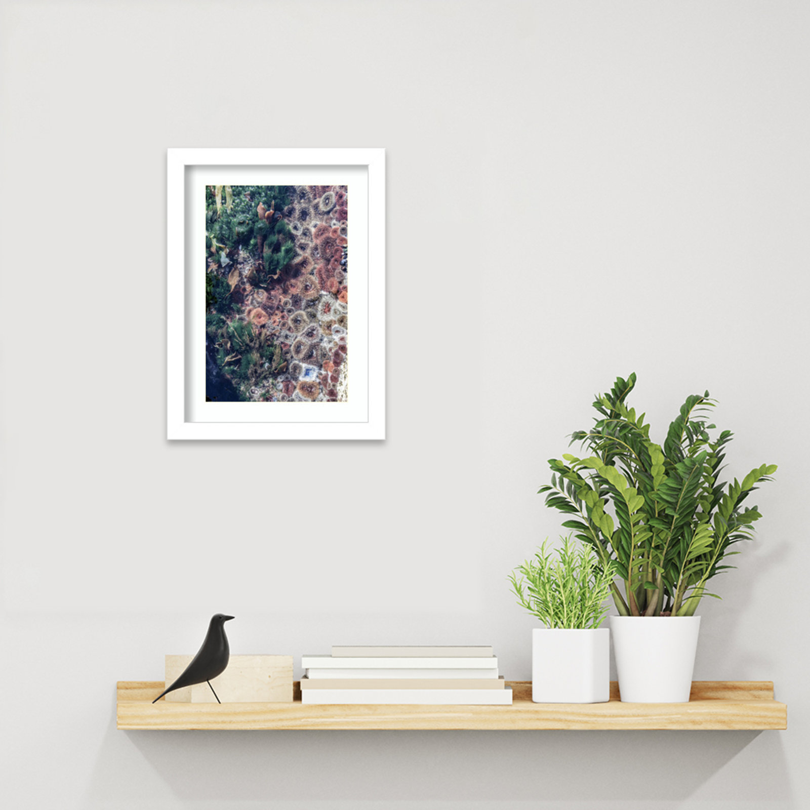 Daisey "Ocean Curiosities" Print, White, 13" H x 10" W