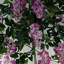 Anivea 150cm Faux Wisterie Tree in Pot