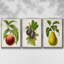Antique Fruit II, ensemble de 3 toiles tendues avec châssis de qualité supérieure-97759844-97759841