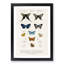 Butterfly Illustrations PL.5 by Charles d' Orbigny - Framed Print-55512810-55512811