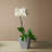 Alaunah Pot Planter-856830633-840690747