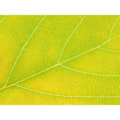 Philippe Monthoux  Autumn Leaf  by Philippe Monthoux
