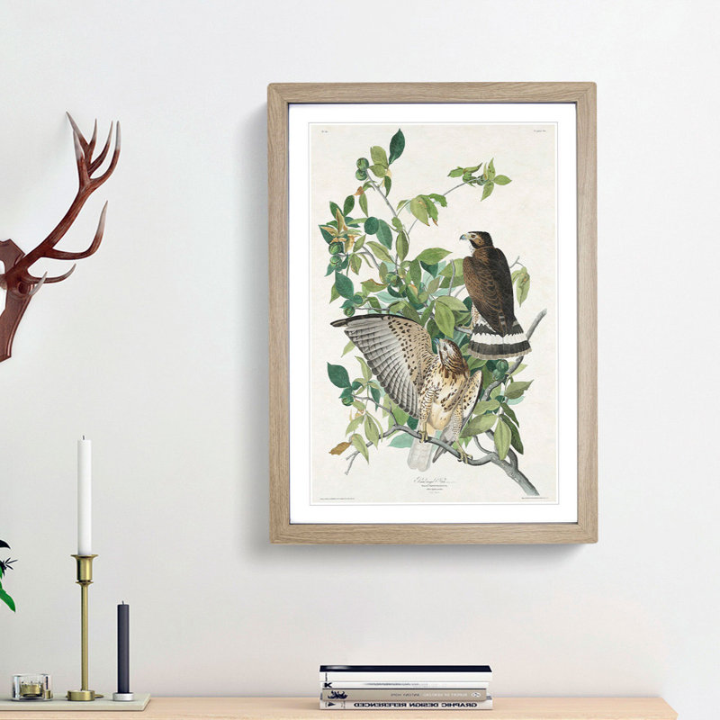 Brown-Winged Hawk by John James Audubon - Picture Frame Art Print, Oak Framed, 65cm H x 48cm W x 2cm D