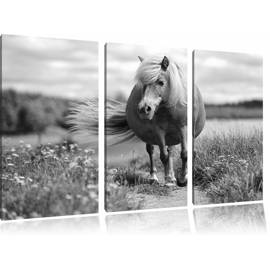 3-tlg. Leinwandbilder-Set „Shetlandpony auf der Wiese“, Fotodruck