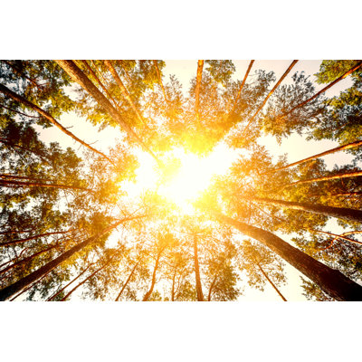 " Pine Forest Trees "