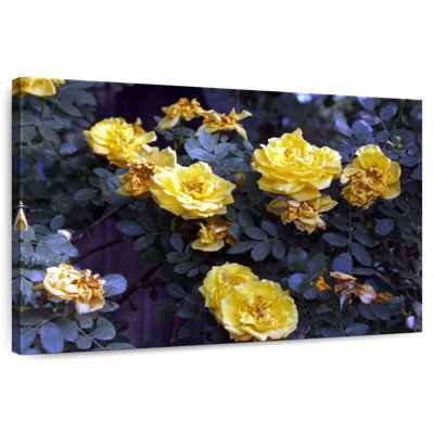 Harnek Yellow Roses Bush