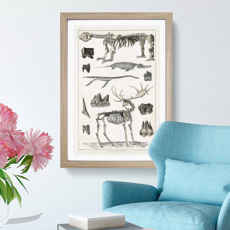 Animal Bones IV by Oliver Goldsmith - Single Picture Frame Print, Oak Framed, 63cm H x 45cm W x 2cm D