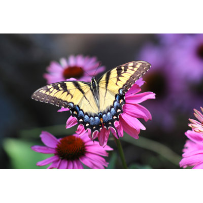 Eastern Tiger Swallowtail Butterfly Papilio Glaucus On Coneflower Echinacea Purpurea by Db_beyer - Wrapped Canvas Print