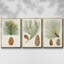 Antique Pine Cones II - 3 pièces, impression sur toile-97759060-97759064