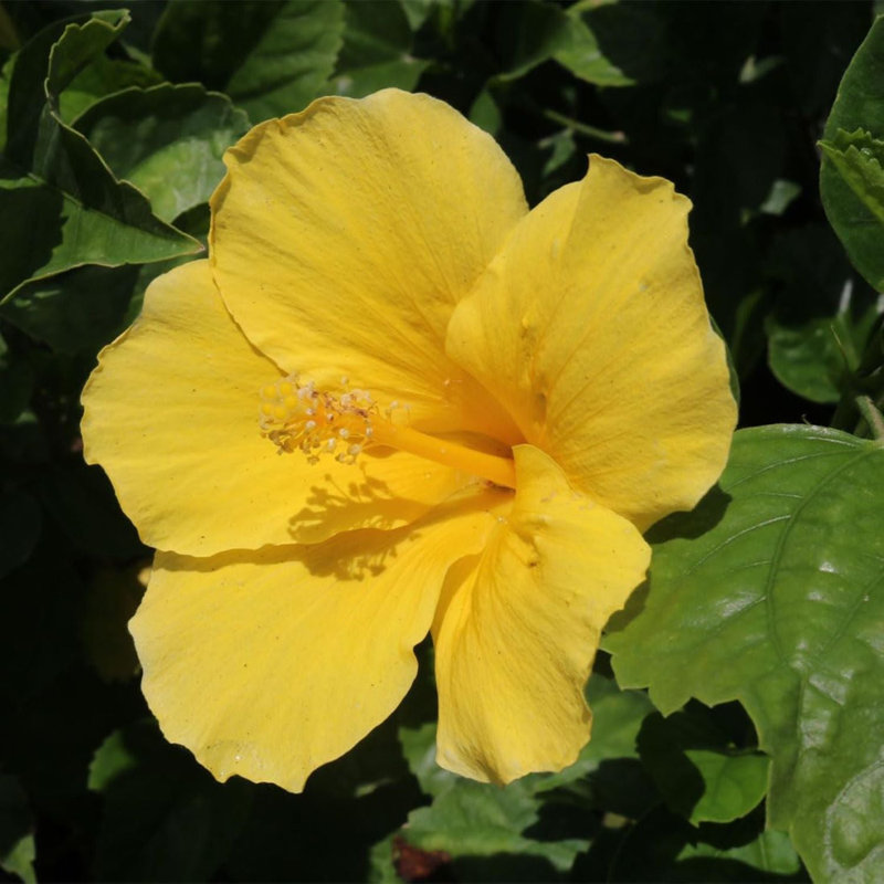 Yellow Hibiscus Bush in Black 10-Inch Pot